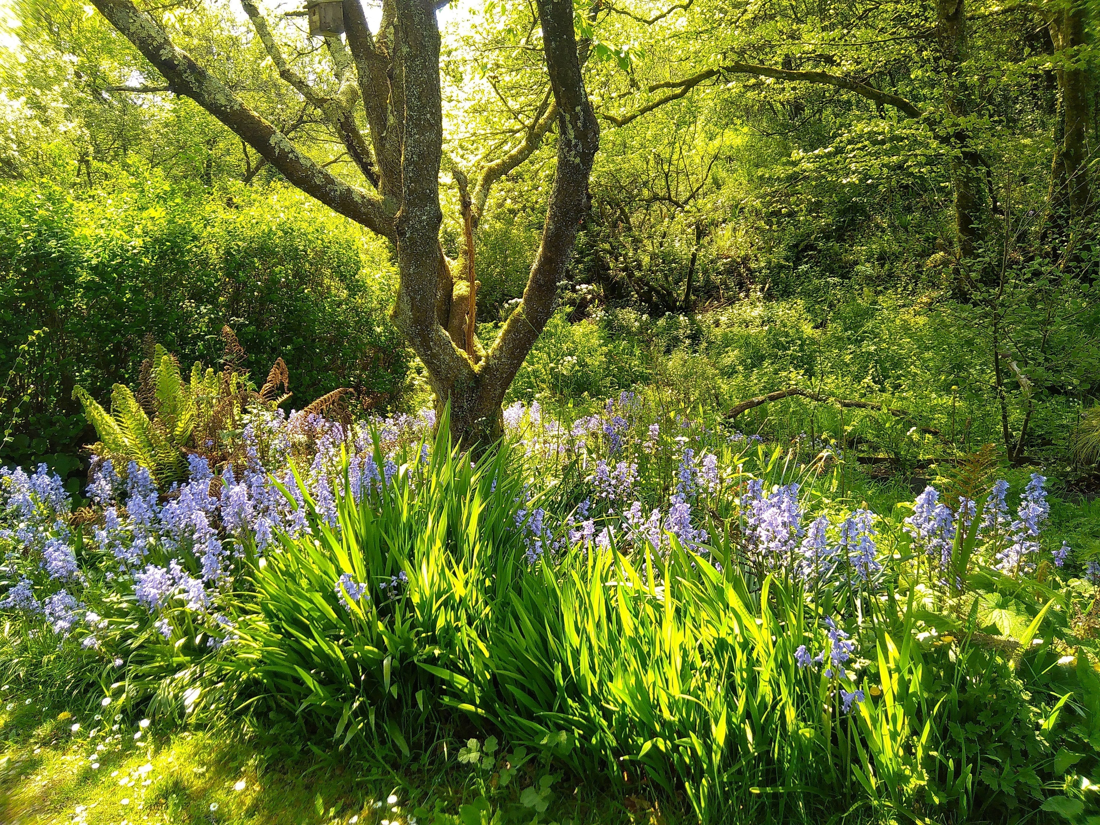 Climate-resilient gardening, AI-style!
